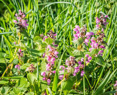 Image of spotted dead-nettle