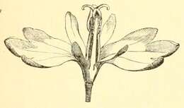 Image of Hypecoum procumbens L.