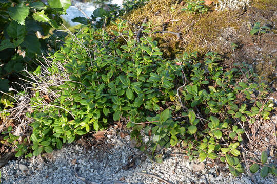 Image of lingonberry