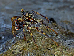 Image of Shore crab