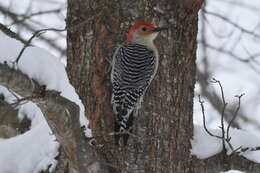 Image of Red-bellied Woodpecker