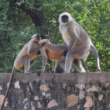 صورة Semnopithecus entellus (Dufresne 1797)