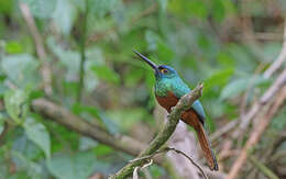 Image of Coppery-chested Jacamar