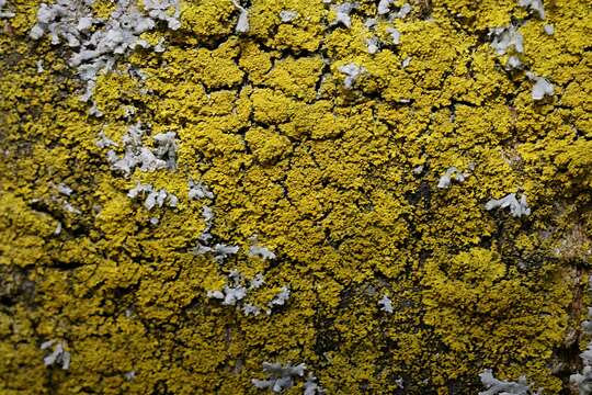 Image of lemon lichen