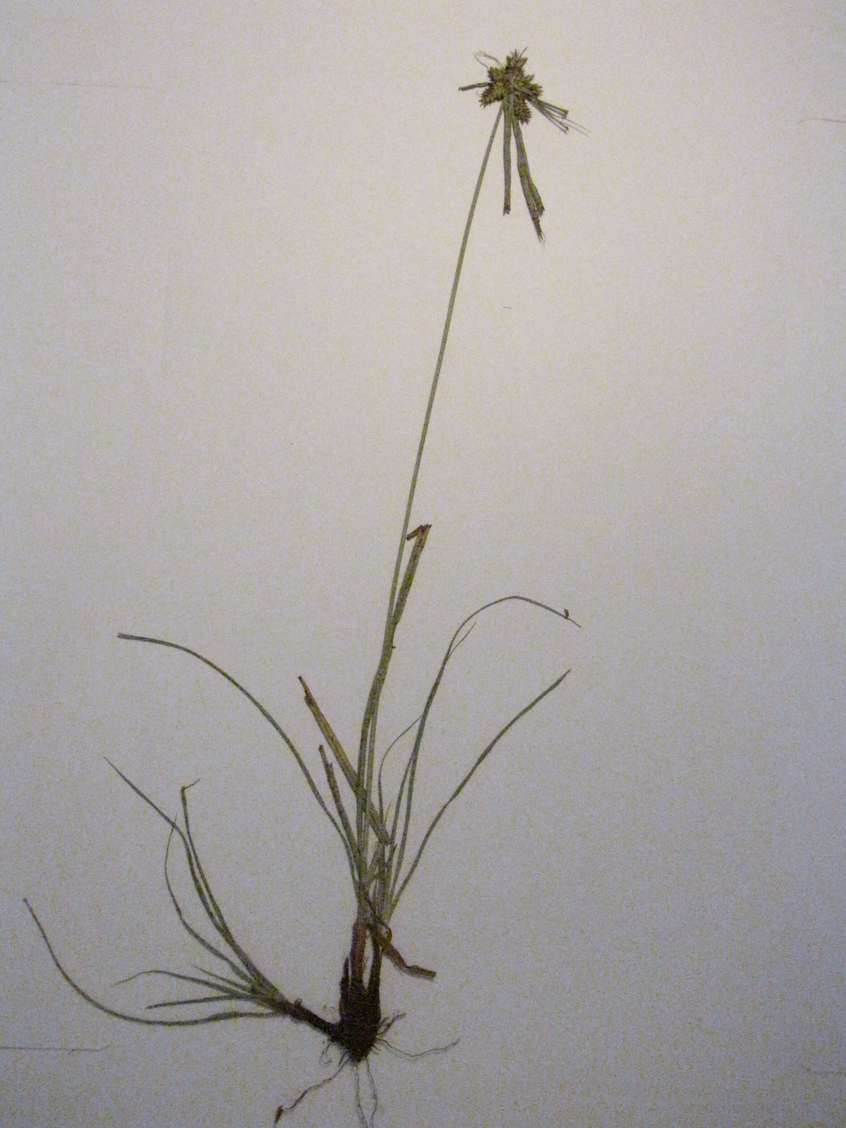 Слика од Cyperus aggregatus (Willd.) Endl.