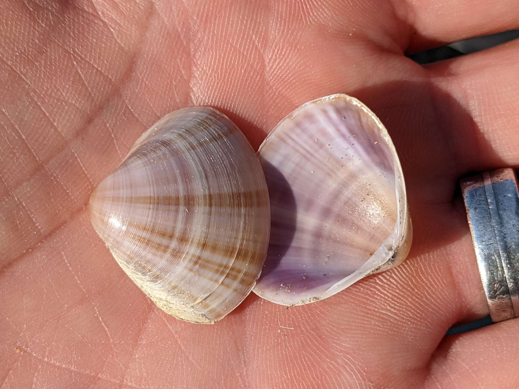 Image of rayed trough clam