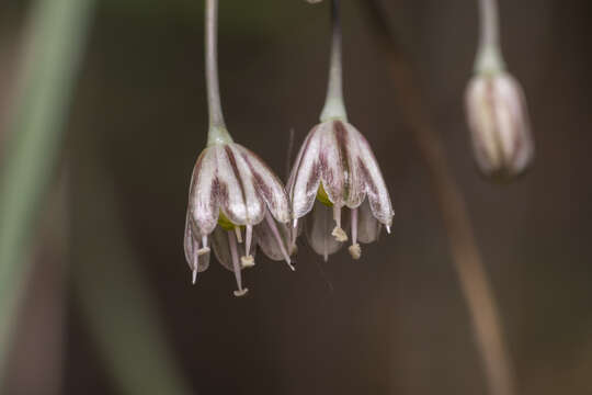 Image de Ail des jardins