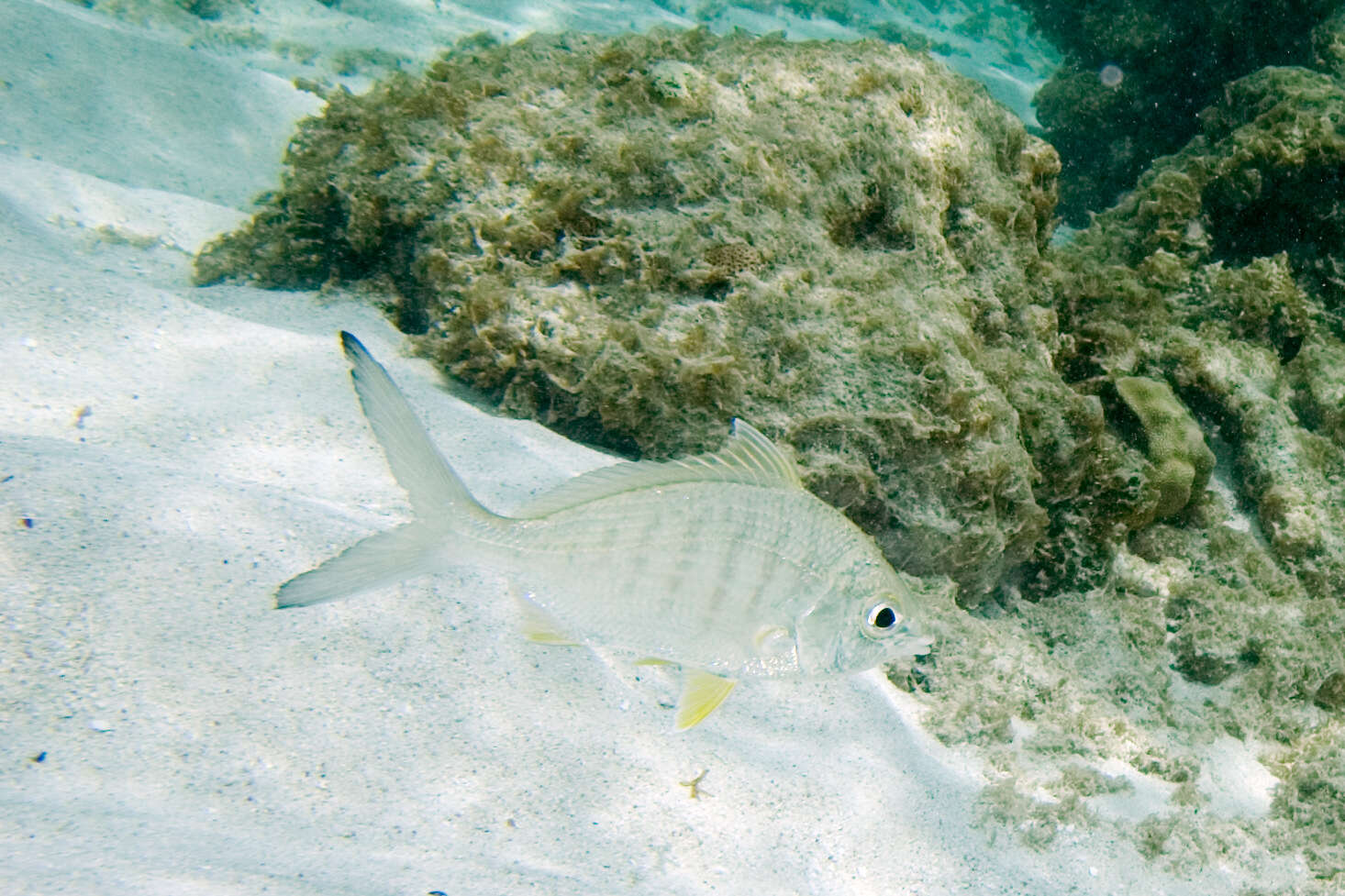 Image of Broad Shad