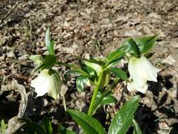 Image of lenten-rose