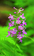 Image of Lesser purple fringed orchid