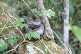 Image of Green anaconda