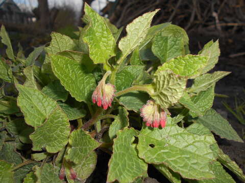 Image of Symphytum grandiflorum DC.