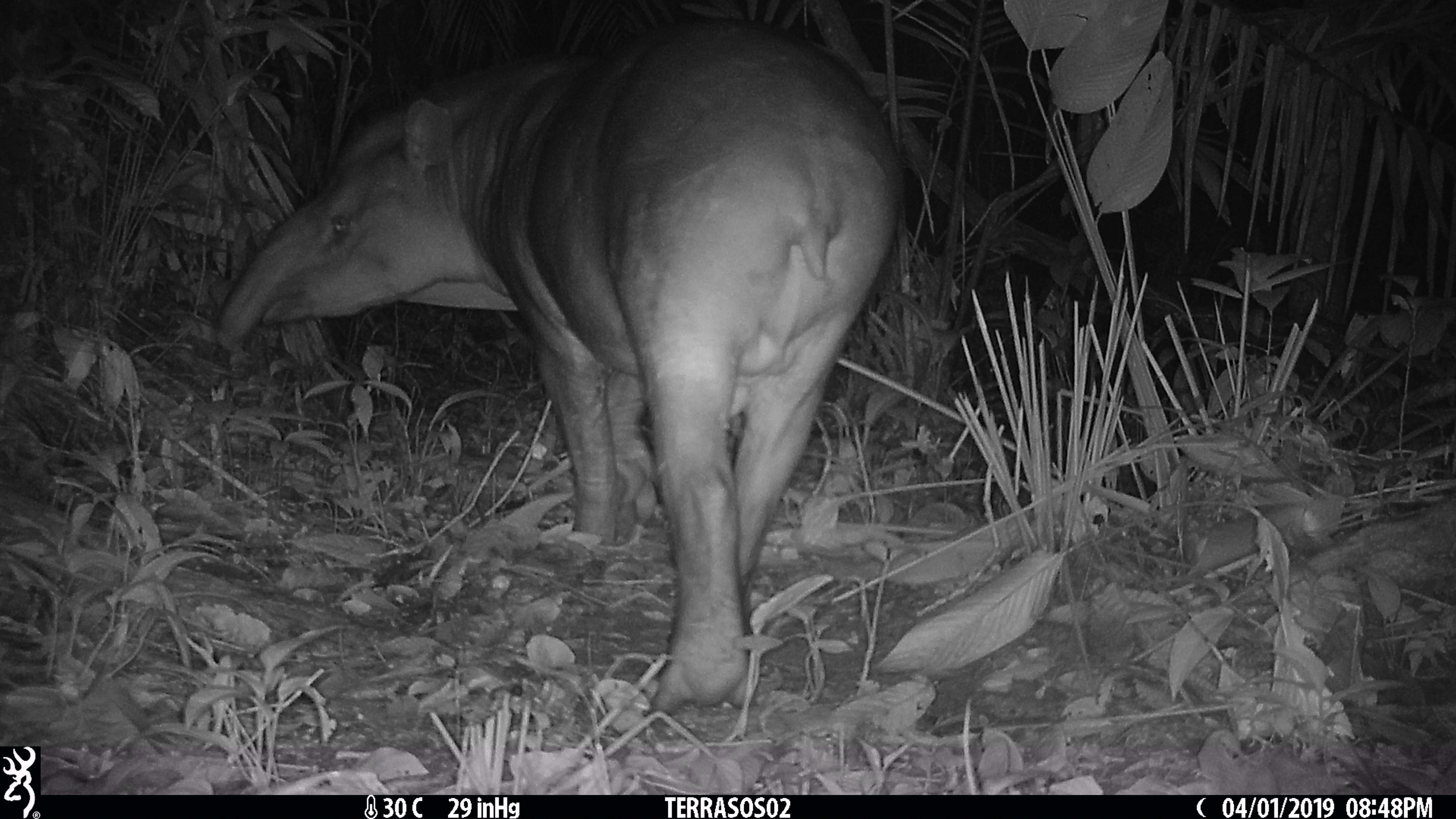 Image of Brazilian Tapir