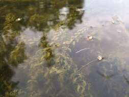 Image of western waterweed