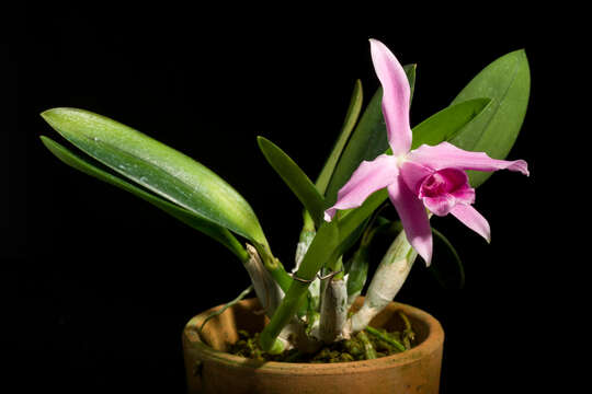 Image of Cattleya pumila Hook.