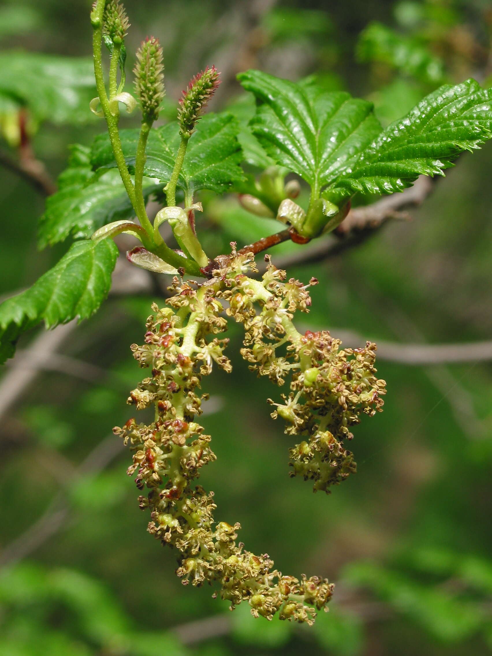 Imagem de Alnus alnobetula (Ehrh.) K. Koch