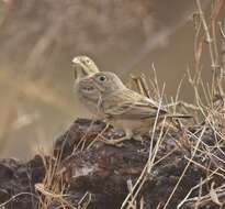 Image of Grey-necked Bunting