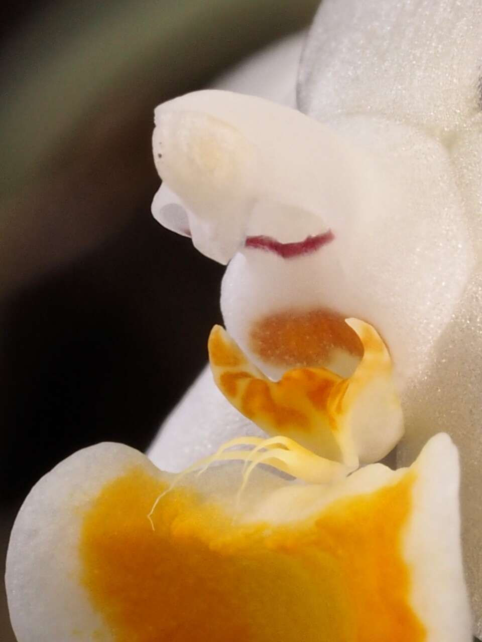 Image of Phalaenopsis malipoensis Z. J. Liu & S. C. Chen