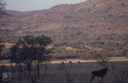 Image of Sable Antelope