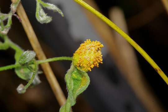 Image of Puccinia recondita Roberge ex Desm. 1857