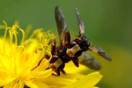 Image de Cylindromyia bicolor (Olivier 1811)