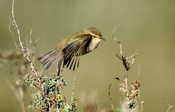 Image of Common Chiffchaff