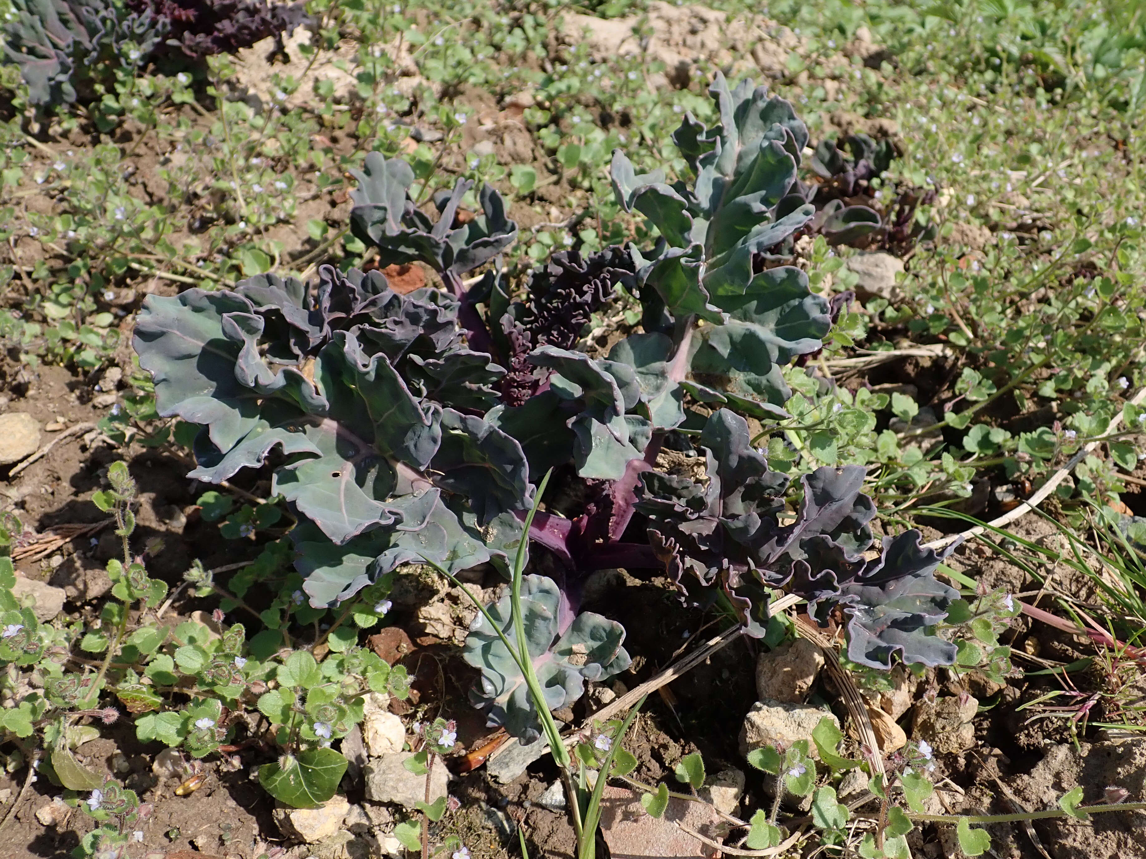 Image of sea kale