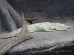 Image of alligators