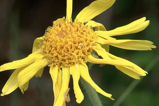 Image of mountain arnica