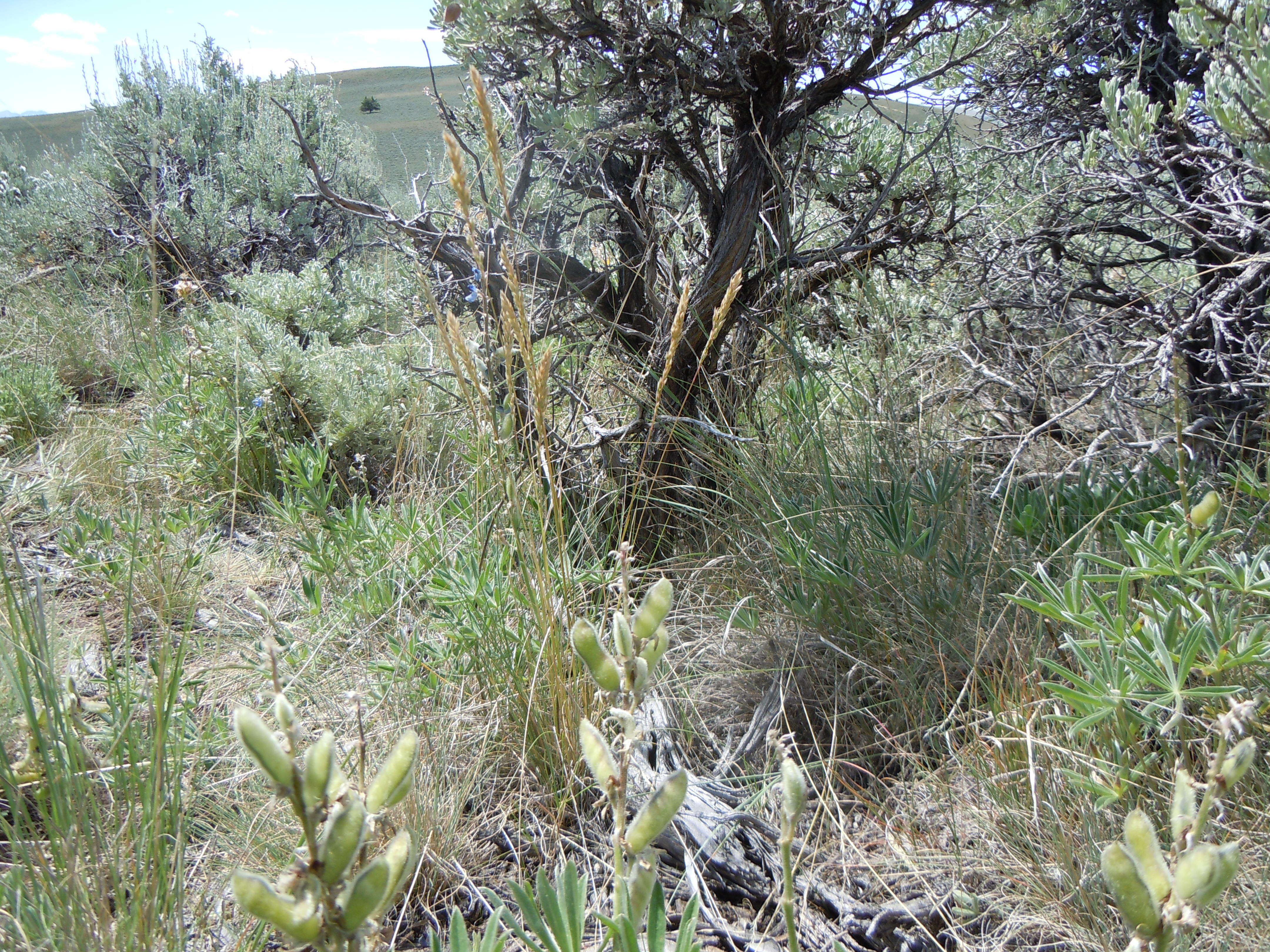 Image de Poa fendleriana (Steud.) Vasey