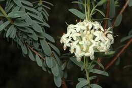 Image of Pimelea ciliolaris (Threlfall) B. L. Rye