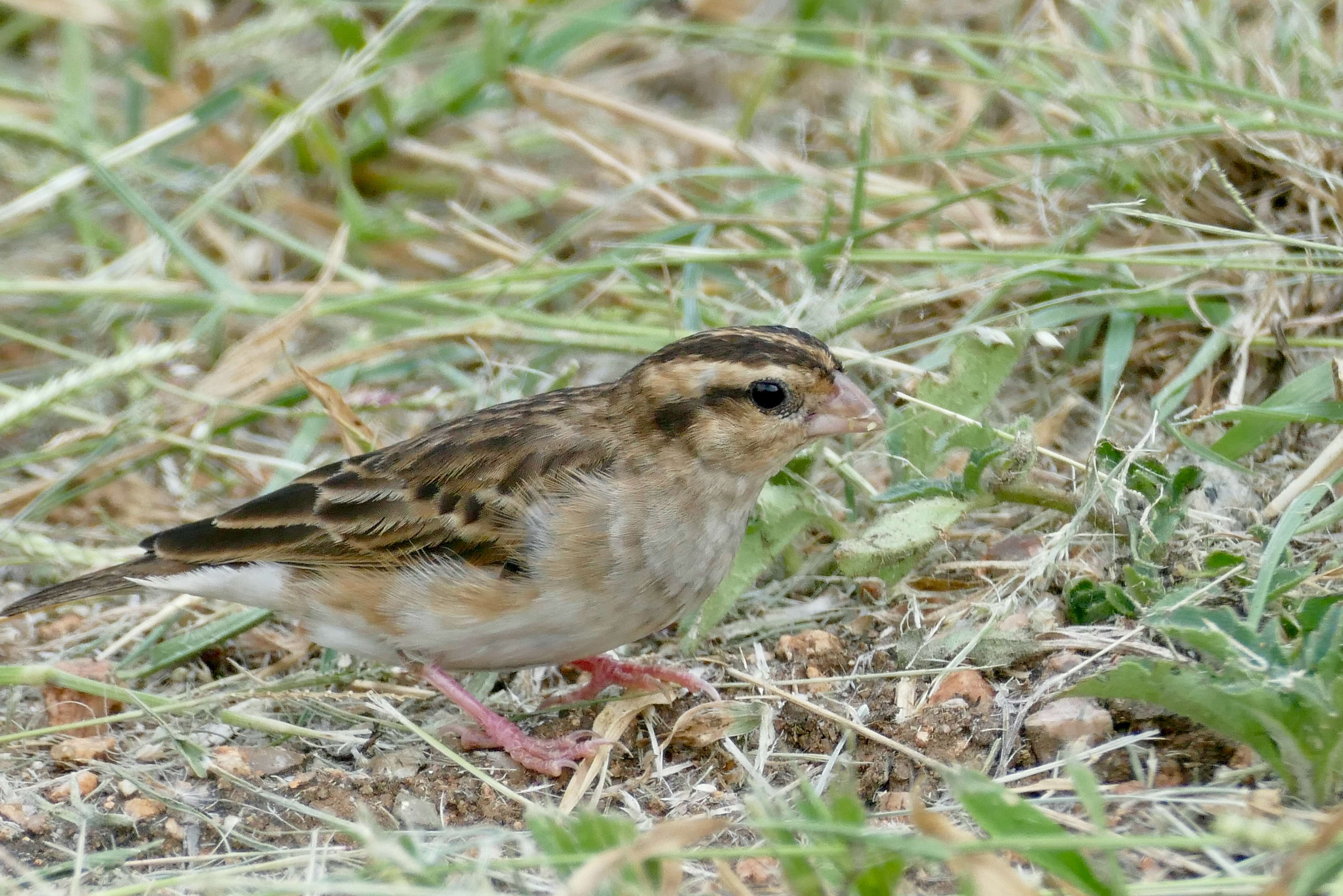 Image of Village Indigobird