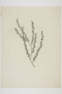 Image of Plagianthus divaricatus Forst.