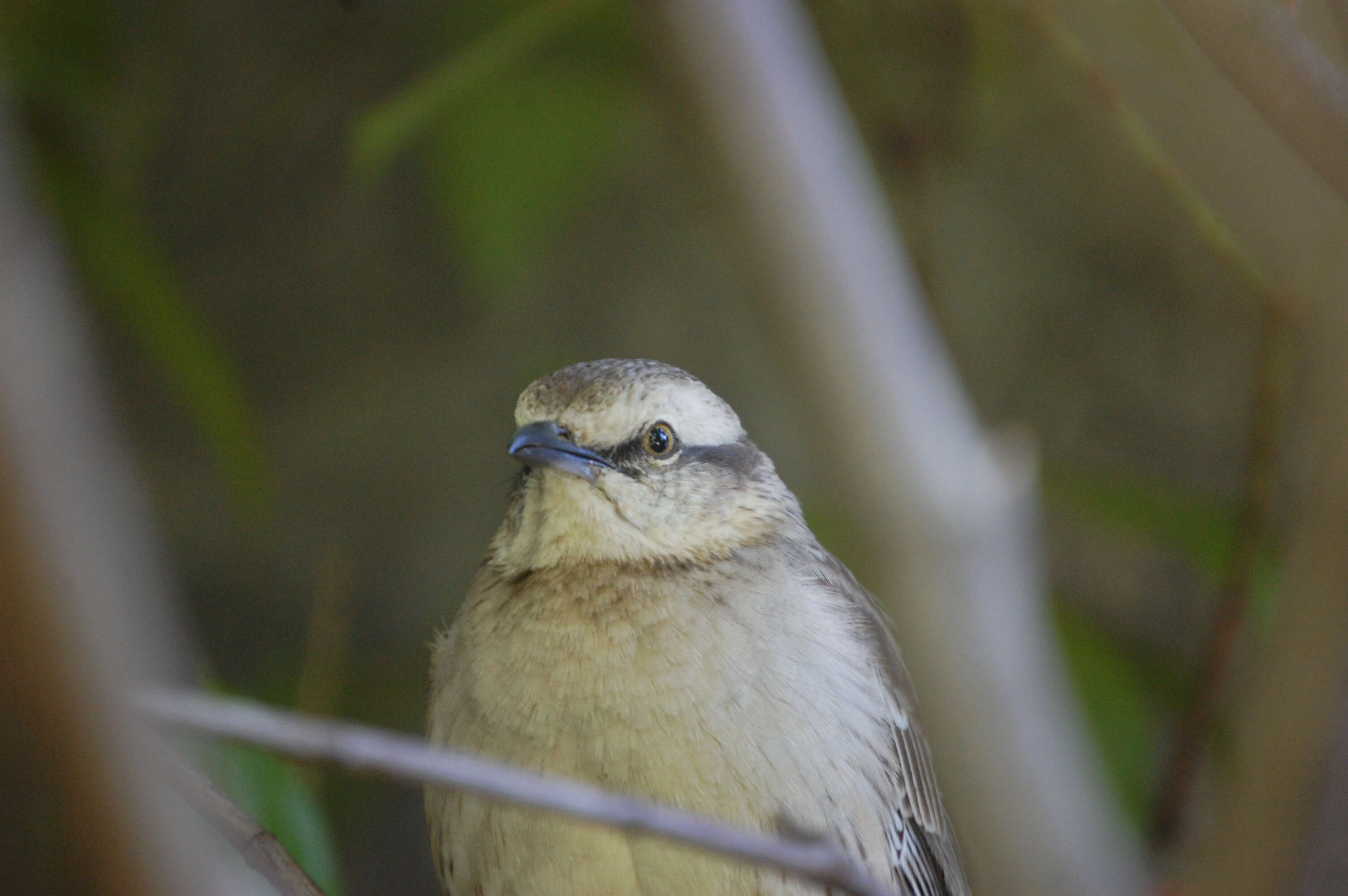 Image of Chalk-browed Mockingbird