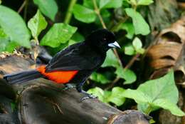 Image of Passerini's Tanager