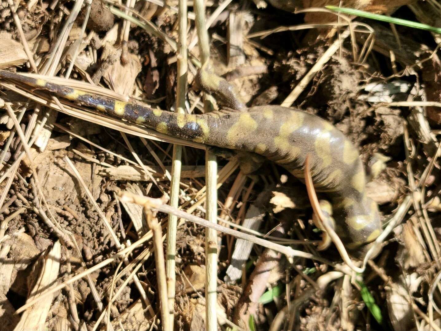 Image of Barred Tiger Salamander