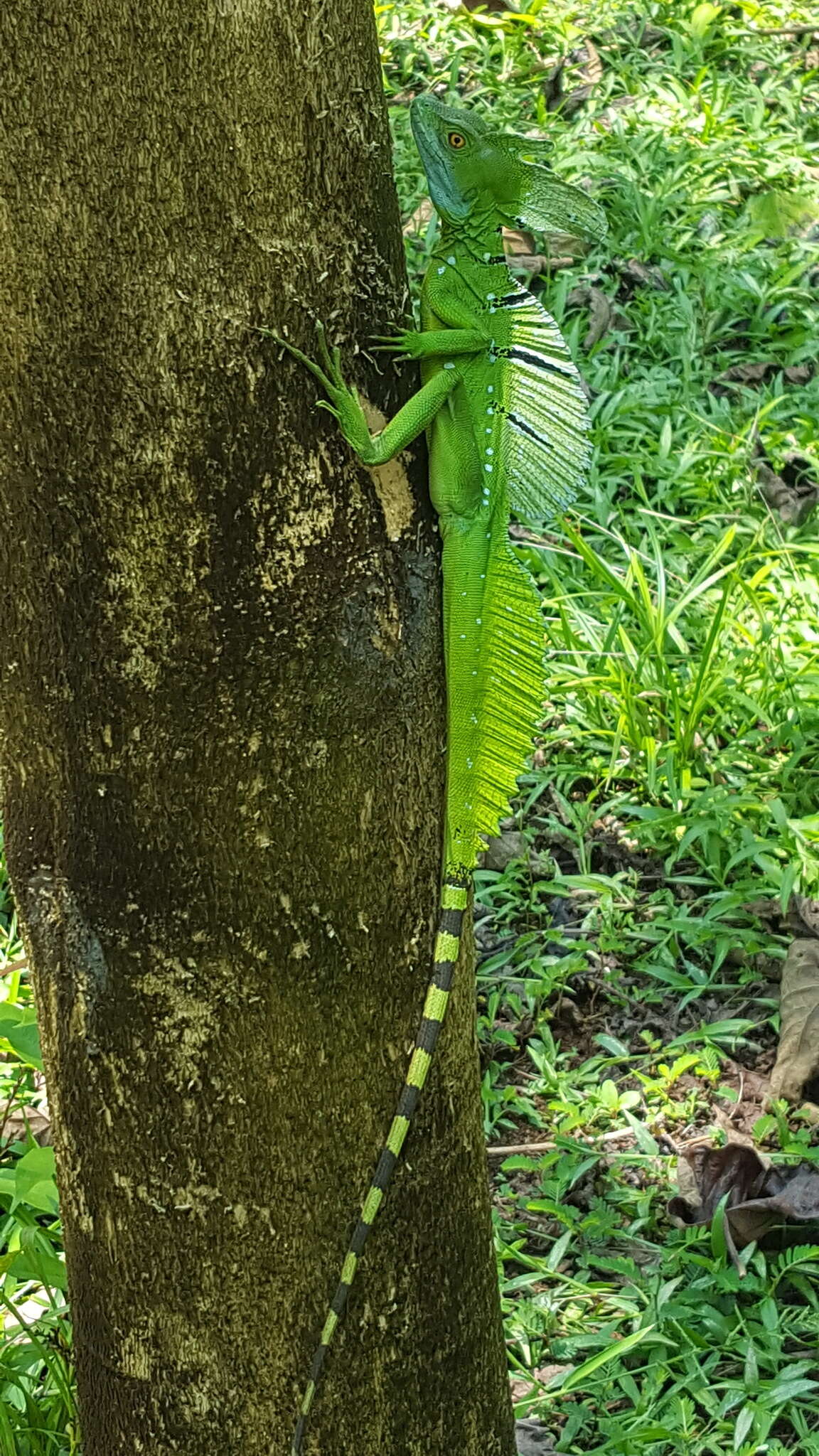 Image of Green Basilisk