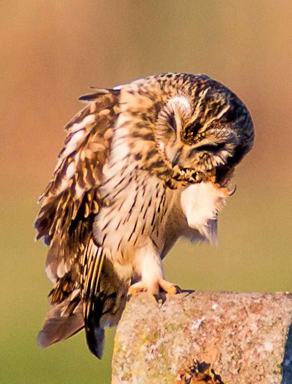 Image de Hibou des marais