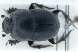 Image of Bull Headed Dung Beetle