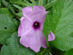 Слика од Ipomoea carnea Jacq.