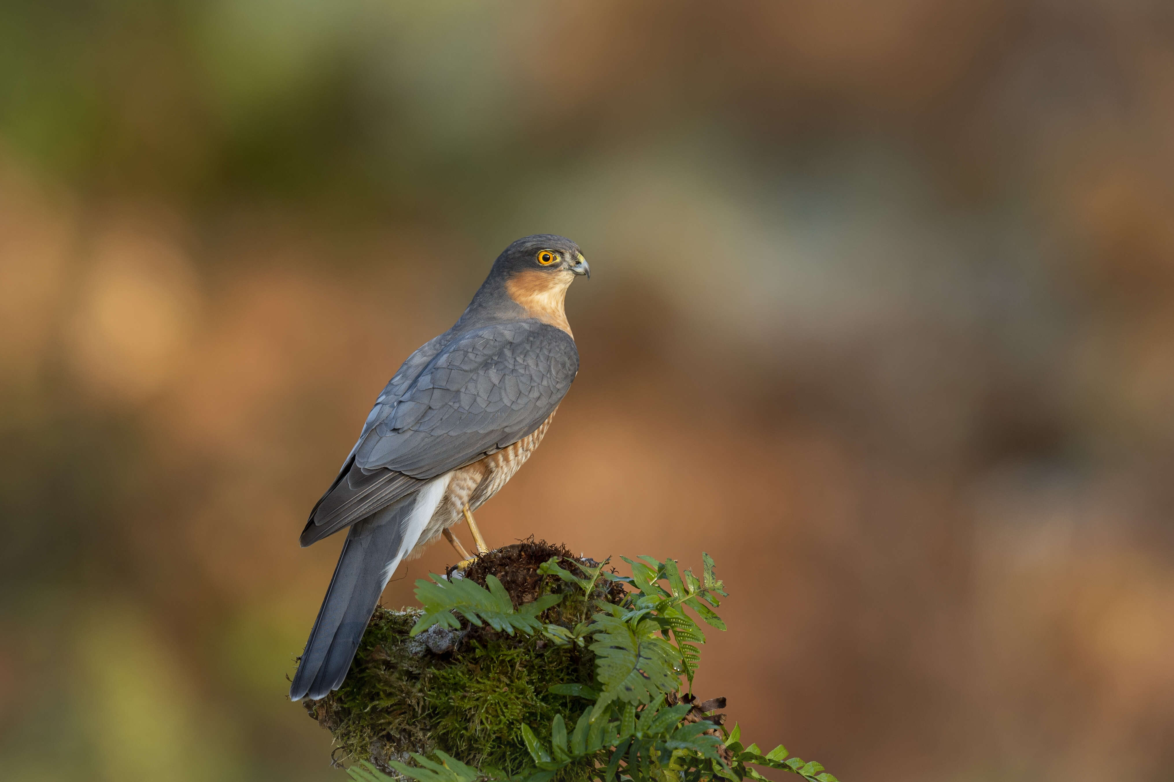 Image of Eurasian Sparrowhawk