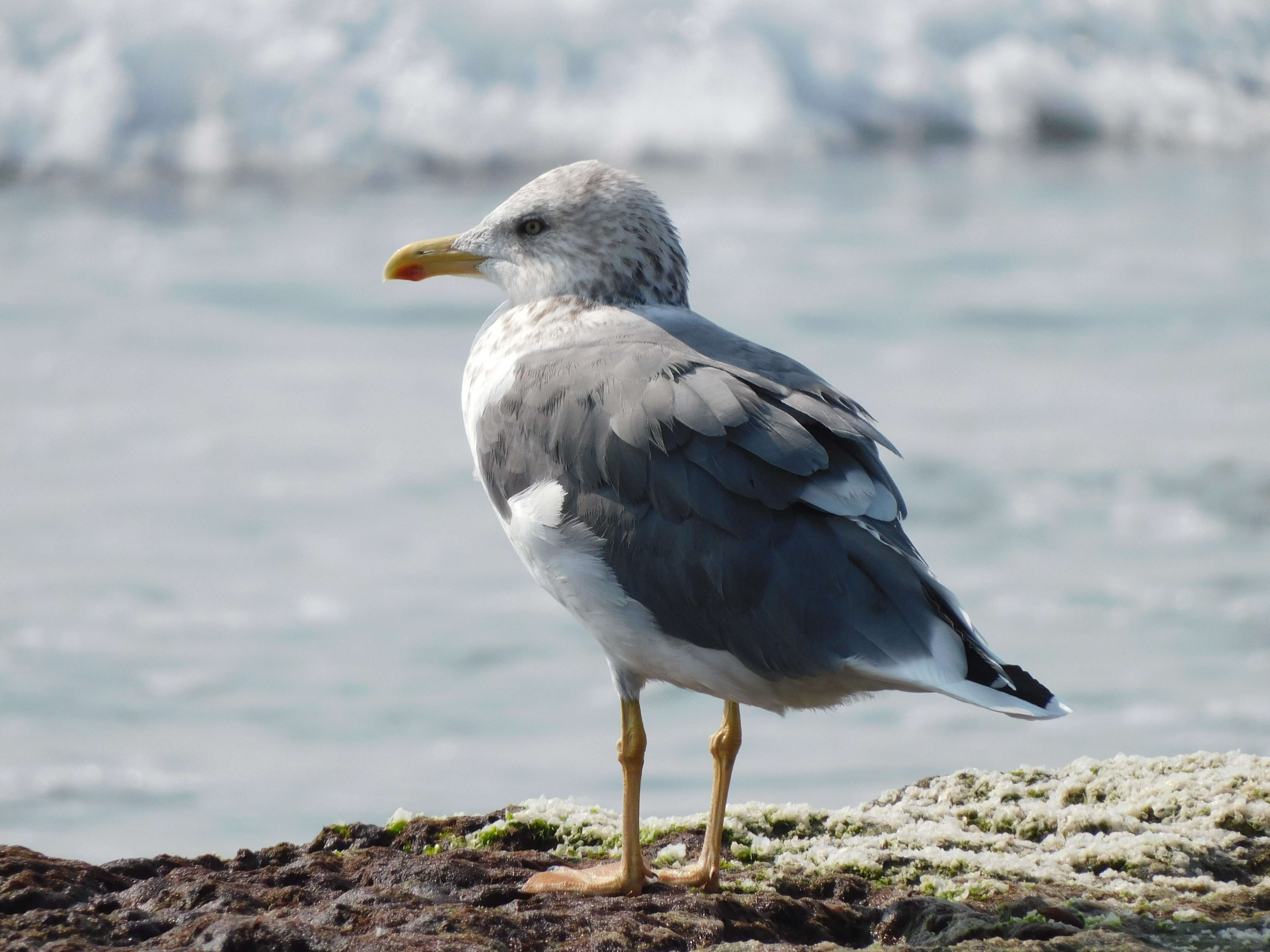 Image of Lesser Black-backed Gull