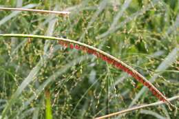 Plancia ëd Tripsacum dactyloides (L.) L.