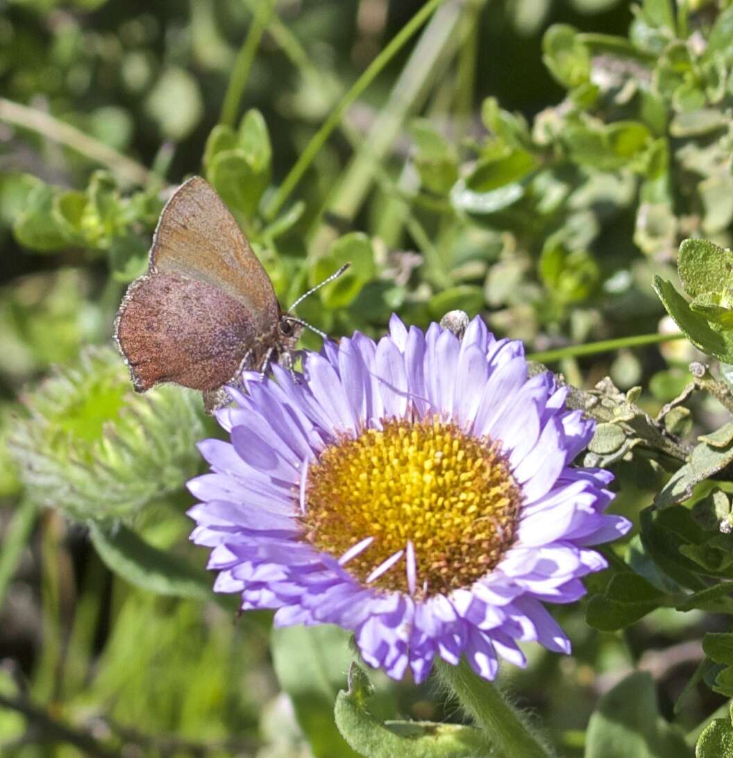 Plancia ëd Callophrys augustinus