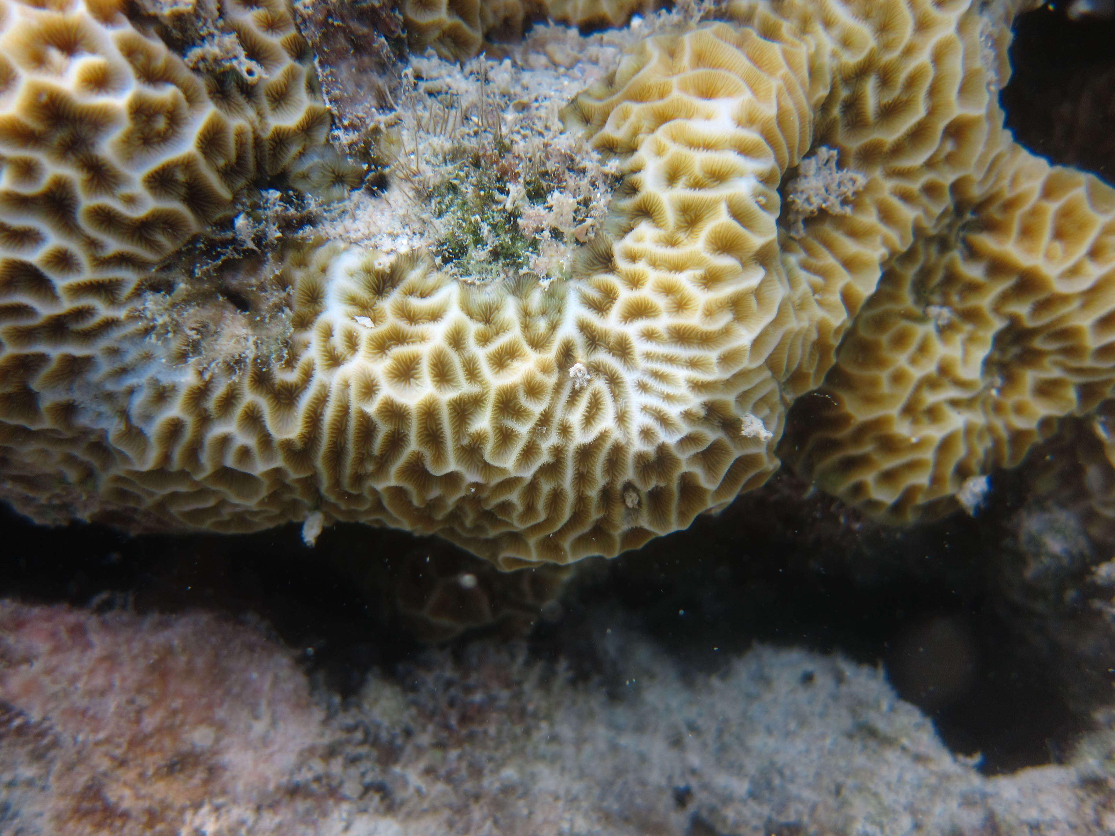 Image of lettuce coral