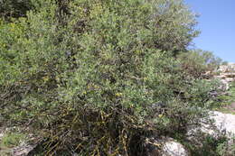 Image of Anagyris foetida L.