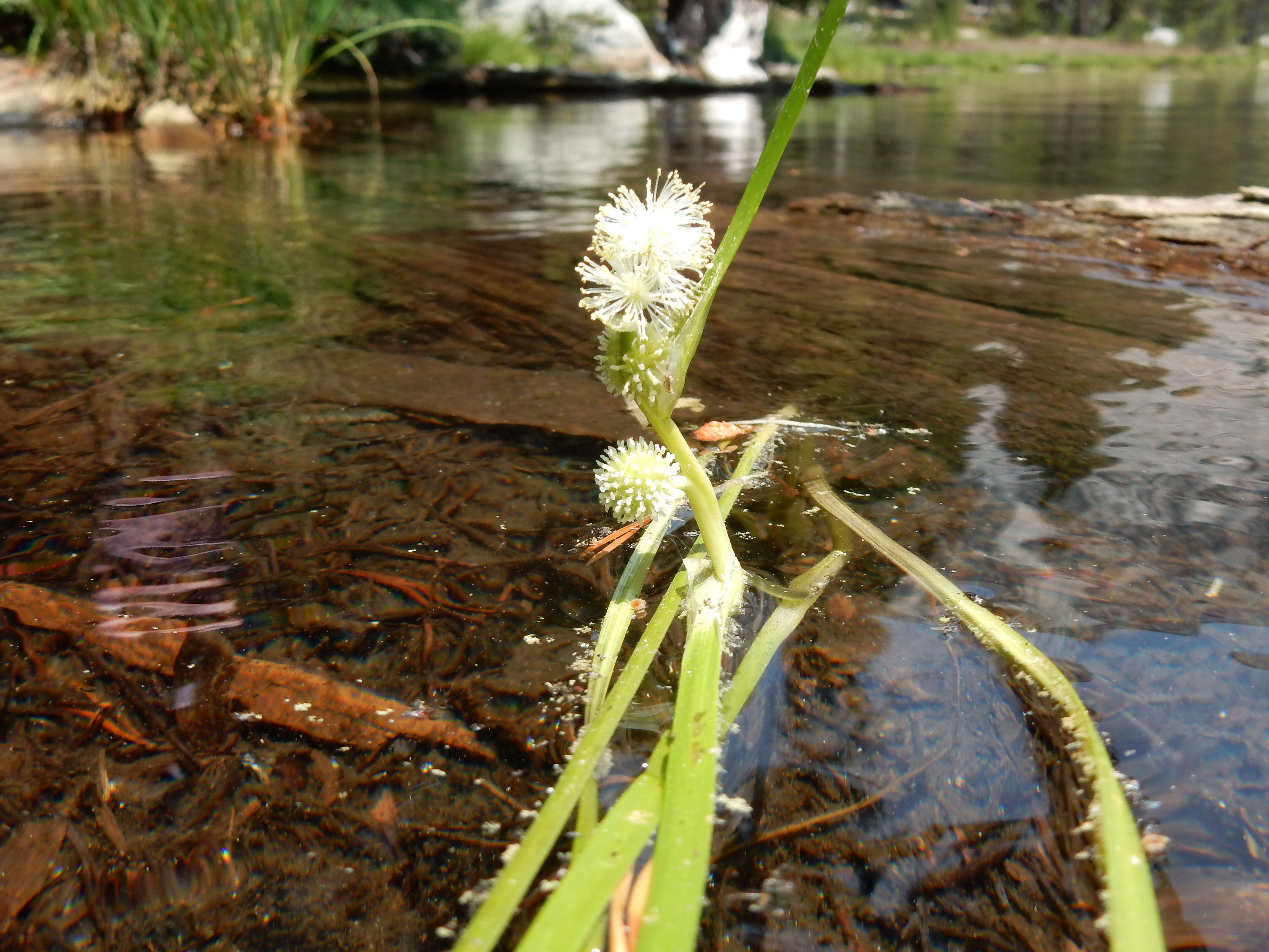 Image of Floating Bur-reed