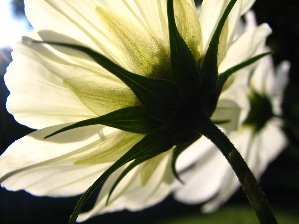 Image of garden cosmos