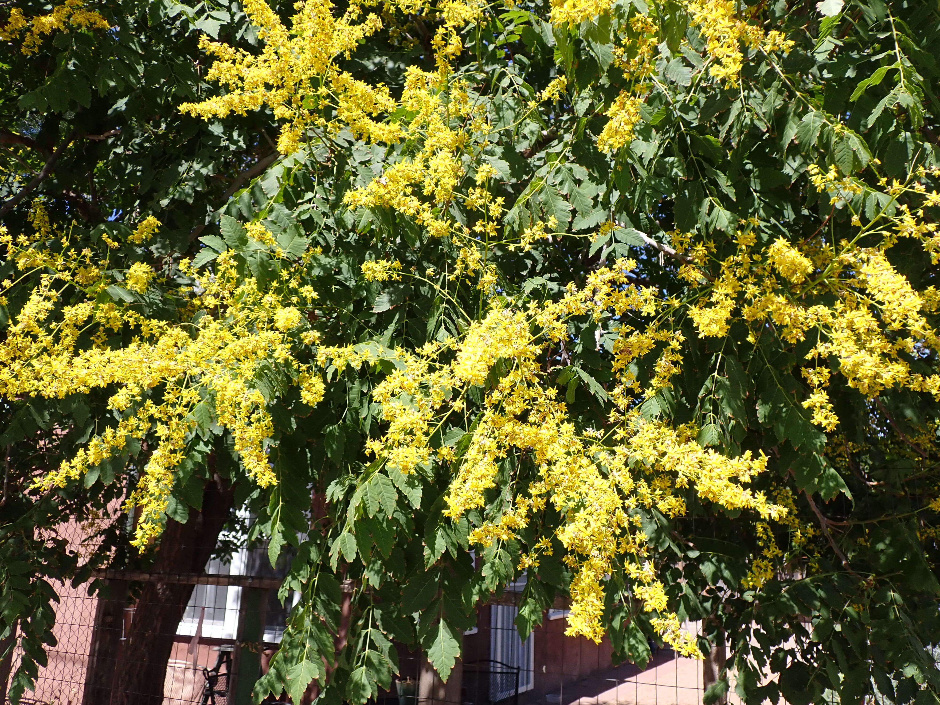 Image of Golden-rain tree