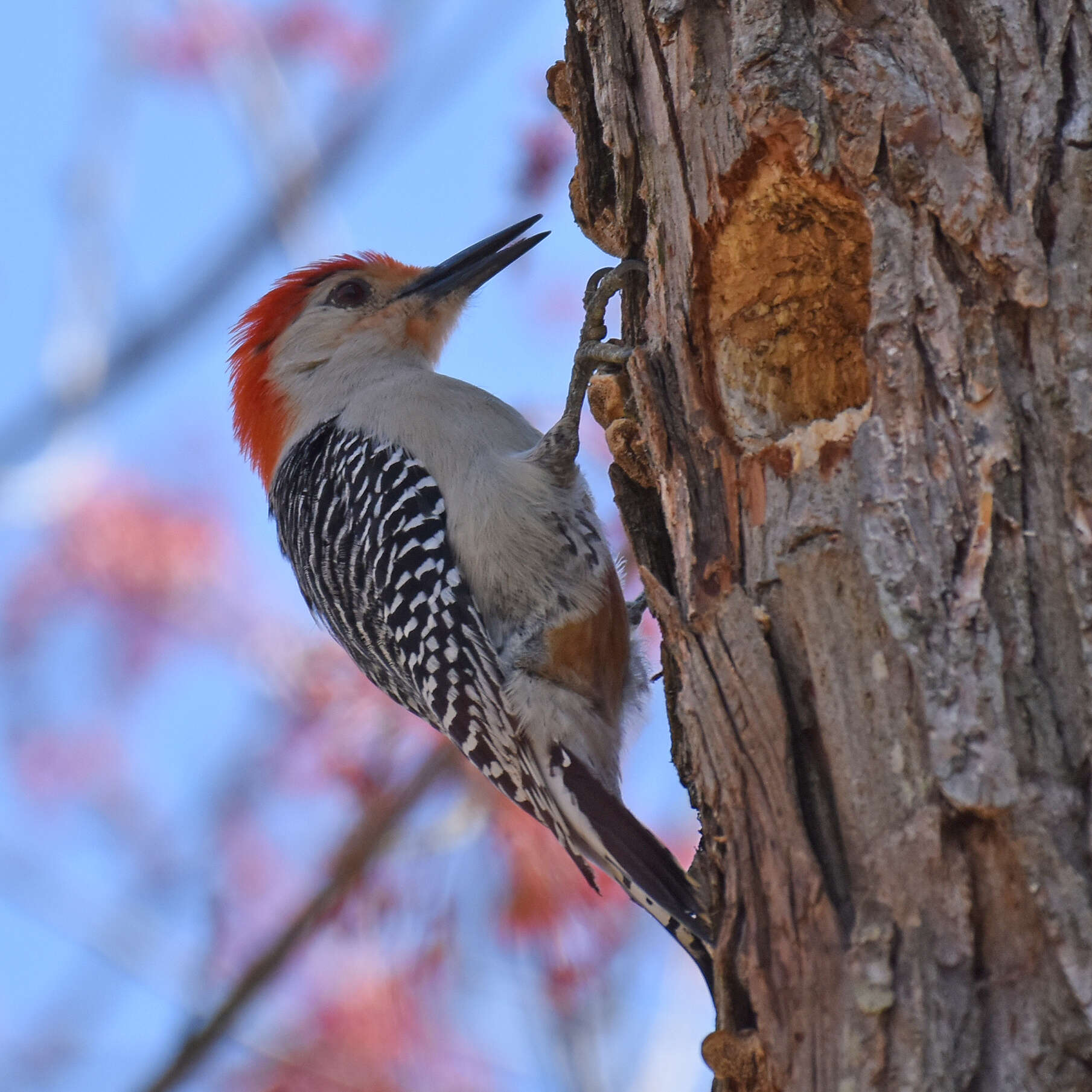 Image of Red-bellied Woodpecker